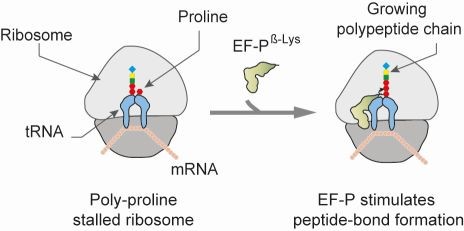 Ef-P prevents ribosome stalling