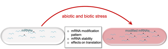The role of mRNA modification in bacteria